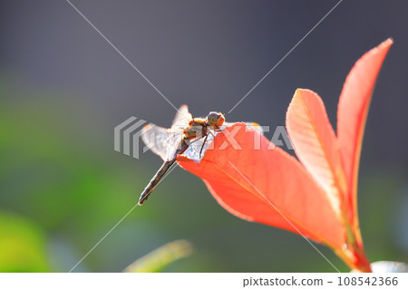 Red dragonfly resting wings 108542366