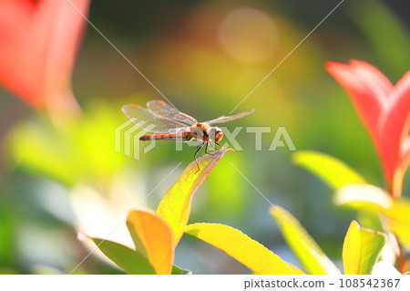 Red dragonfly resting wings Red dragonfly resting wings 108542367