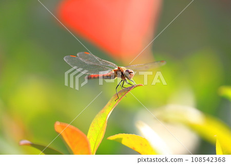 Red dragonfly resting wings Red dragonfly resting wings 108542368