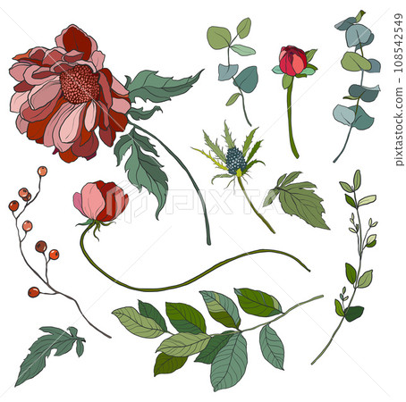 Vector flowers set of red and pink chrysanthemum. Hand painted floral illustration isolated on white background. For design, print, fabric or background. 108542549