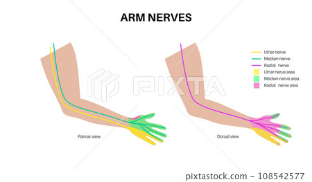 Nerves of the hand Nerves of the hand 108542577