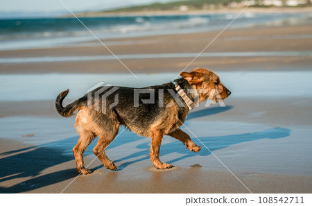 Dog walking at sea shore. Cute domestic doggy pet enjoying day at ocean coast at summer day 108542711