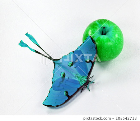 Beautiful fantastic blue moth comet saturnia next to a green apple on a white background, an unusual insect Beautiful fantastic blue moth comet saturnia next to a green apple on a white background, an unusual insect 108542718