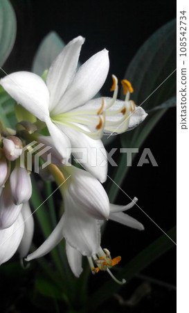 White hosta flowers on black background 108542734