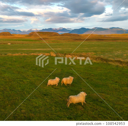 Aerial top view of sheeps with mountains in Iceland islands in the summer season, Europe hills, nature landscape. Animals. Aerial top view of sheeps with mountains in Iceland islands in the summer season, Europe hills, nature landscape. Animals. 108542953