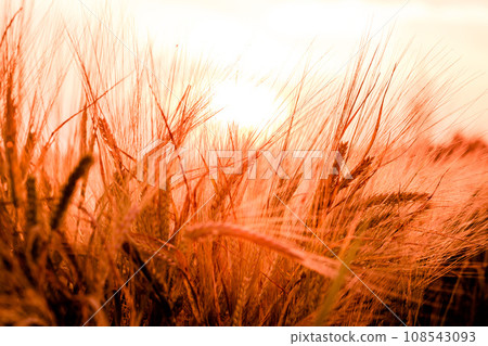 Golden ears of wheat on the field 108543093