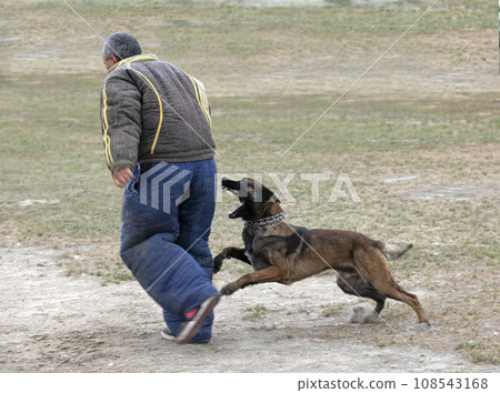 training of belgian shepherd 108543168
