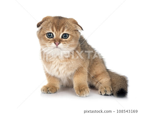 scottish fold kitten in studio 108543169
