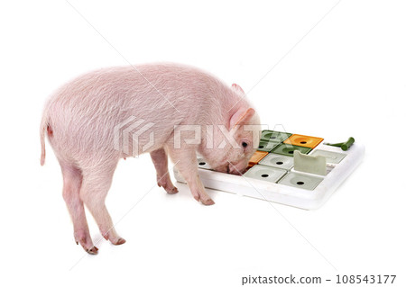 miniature pig in studio 108543177