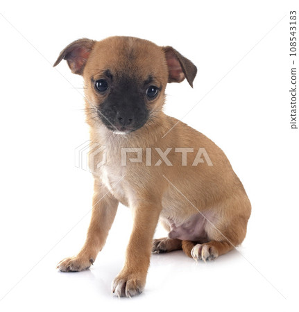 puppy chihuahua in studio puppy chihuahua in studio 108543183