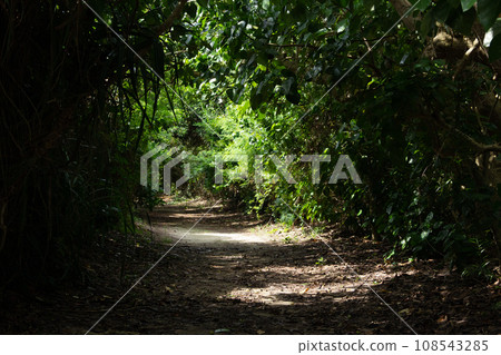 胡同與陽光 108543285