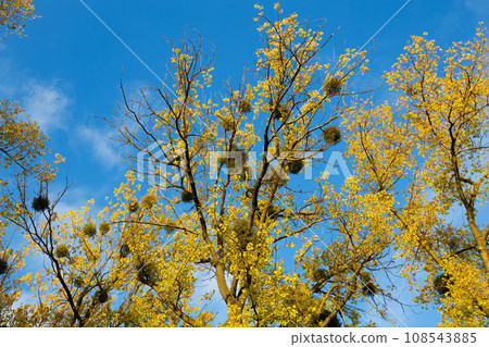 Omela Viscum album growing on tree Omela Viscum album growing on tree 108543885