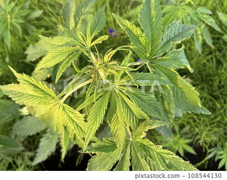 大麻離開了 108544130