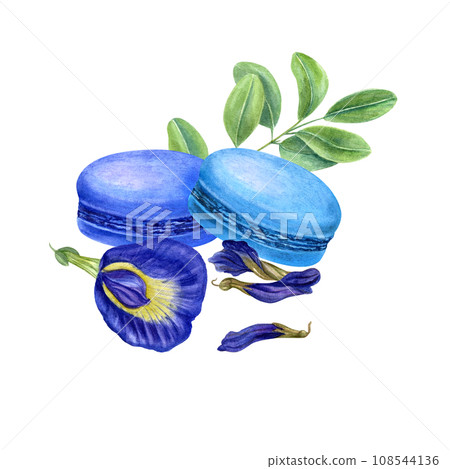 Set of two French macarons with fresh and dried butterfly pea flower, green leaves. Bluebellvine, cordofan pea, clitoria ternatea. Blue almond cakes, buds. Watercolor illustration for package, label 108544136