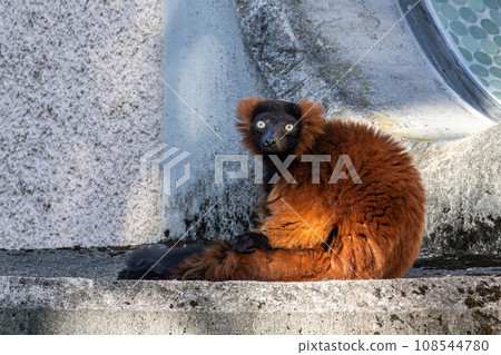 Beautiful red ruffed lemur, Varecia rubra in a german park Beautiful red ruffed lemur, Varecia rubra in a german park 108544780