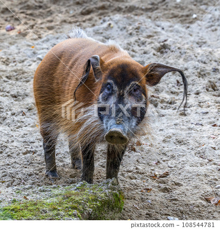 Red river hog, Potamochoerus porcus, also known as the bush pig. Red river hog, Potamochoerus porcus, also known as the bush pig. 108544781
