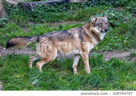 European Grey Wolf, Canis lupus in a german park 108544787