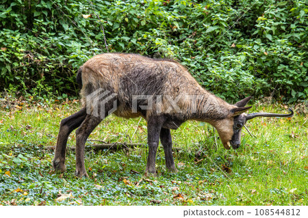 Apennine chamois, Rupicapra pyrenaica ornata, is living in Italy and Spain Apennine chamois, Rupicapra pyrenaica ornata, is living in Italy and Spain 108544812
