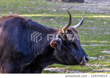 Heck cattle, Bos primigenius taurus or aurochs in a German park 108544814