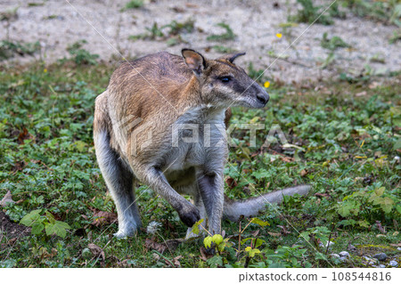 The agile wallaby, Macropus agilis also known as the sandy wallaby 108544816