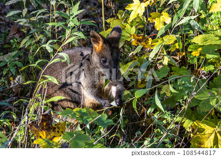 Swamp Wallaby, Wallabia bicolor, is one of the smaller kangaroos Swamp Wallaby, Wallabia bicolor, is one of the smaller kangaroos 108544817