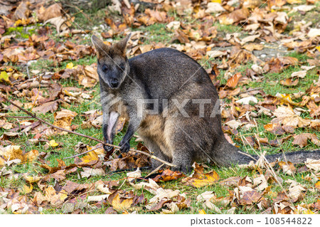 Swamp Wallaby, Wallabia bicolor, is one of the smaller kangaroos Swamp Wallaby, Wallabia bicolor, is one of the smaller kangaroos 108544822
