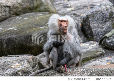 Hamadryas baboon, papio hamadryas, sitting together and grooming each other. Hamadryas baboon, papio hamadryas, sitting together and grooming each other. 108544826