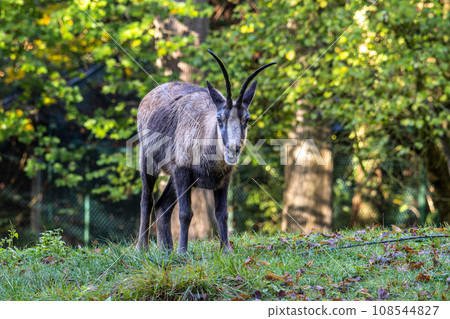 Apennine chamois, Rupicapra pyrenaica ornata, is living in Italy and Spain Apennine chamois, Rupicapra pyrenaica ornata, is living in Italy and Spain 108544827