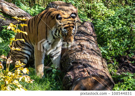 The Siberian tiger,Panthera tigris altaica in a park The Siberian tiger,Panthera tigris altaica in a park 108544831