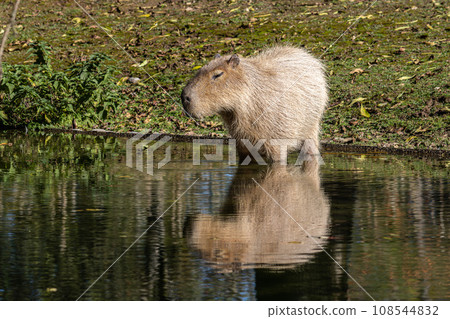 Capybara, Hydrochoerus hydrochaeris grazing on fresh green grass 108544832