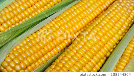 Sweet corn ears background. Sweet corn ears background. 108544864