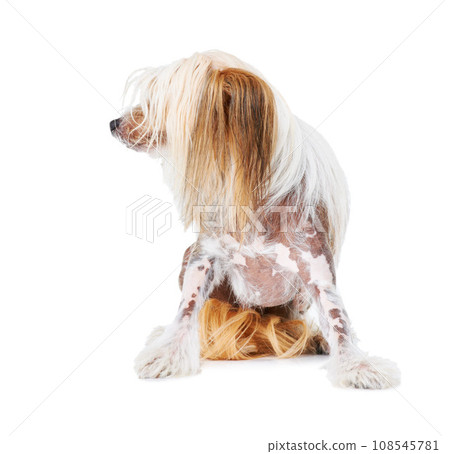 Chinese Crested dog, studio and pet isolated by white background for care, health and wellness. Canine animal, puppy and profile with natural fur coat with rescue for safety, pedigree and adoption Chinese Crested dog, studio and pet isolated by white background for care, health and wellness. Canine animal, puppy and profile with natural fur coat with rescue for safety, pedigree and adoption 108545781