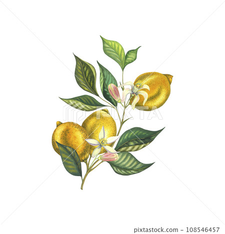 Watercolor blooming lemon branch with leaves, pink flowers, yellow lemons. Hand painted yellow fruits and flower isolated on white background. Fresh citrus illustration for design, print, fabric 108546457