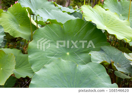 Green leavs of lotus flower Green leavs of lotus flower 108546620