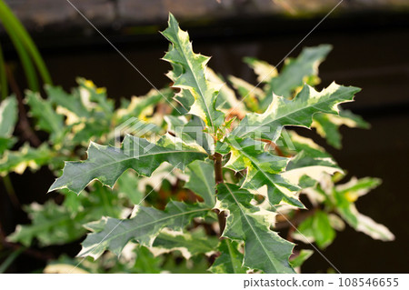 Sea holly plant. Acanthus ebracteatus Vahl. Sea holly plant. Acanthus ebracteatus Vahl. 108546655