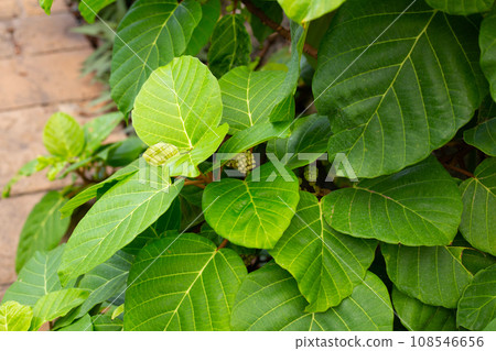 Green leaves of Ficus hirta Vahl 108546656