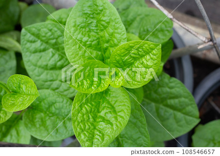 Ceylon spinach or basella rubra linn 108546657
