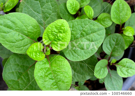 Ceylon spinach or basella rubra linn Ceylon spinach or basella rubra linn 108546660