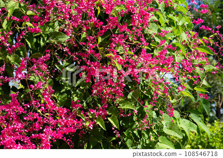 Mexican creeper, Chain of love, Coral vine. Pink flower Mexican creeper, Chain of love, Coral vine. Pink flower 108546718