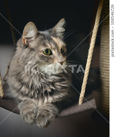 Portrait Cute gray cat with green eyes on a swing Portrait Cute gray cat with green eyes on a swing 108546726