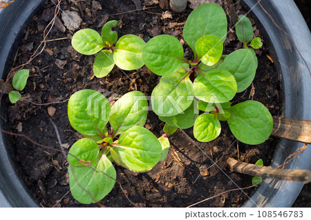 Ceylon spinach or basella rubra linn 108546783