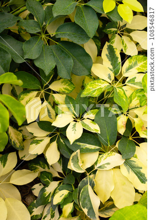 Schefflera arboricola (Variegated) yellow and green leaves 108546817