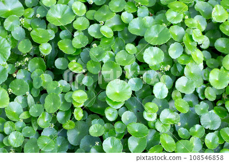 Centella asiatica (gotu kola). Fresh green leaves herb background. 108546858