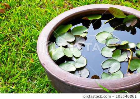 Beautiful water lily. Lotus water plant in a pot Beautiful water lily. Lotus water plant in a pot 108546861