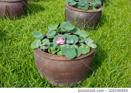 Beautiful water lily. Lotus water plant in a pot 108546864