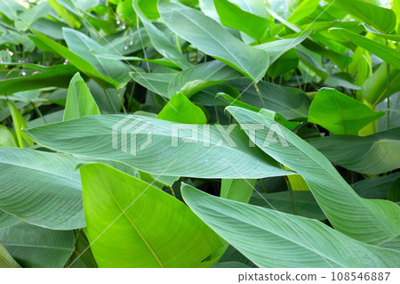 Thalia dealbata plant in the park 108546887