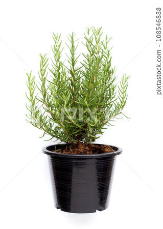 Rosemary in a pot on white background. 108546888