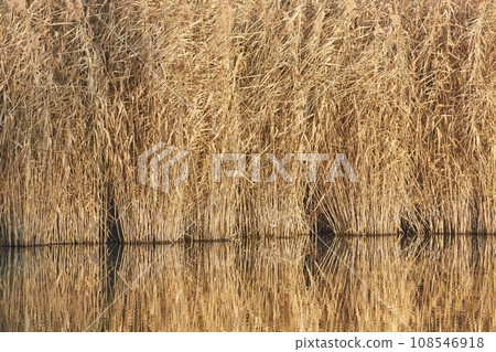 Lakeside autumn reed landscape Lakeside autumn reed landscape 108546918
