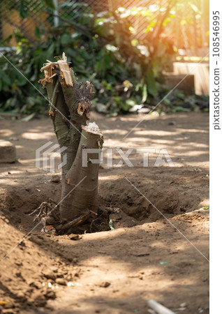 Ready for extraction tree trunk Ready for extraction tree trunk 108546995