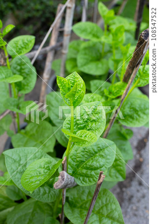 Ceylon spinach or basella rubra linn 108547522